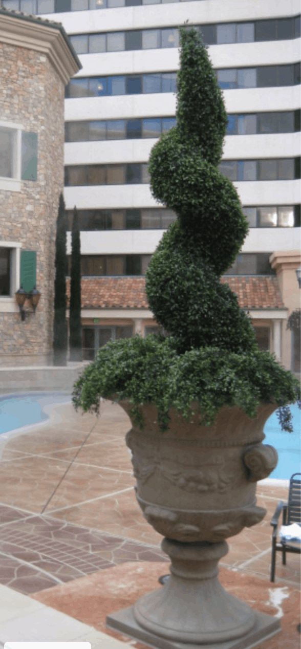 /Let us help you design your outdoor topiaries.  This is a outdoor spiral topiary.png